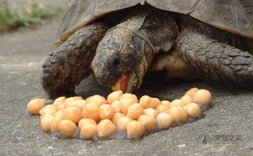 乌龟除了吃龟粮之外还能吃些什么？