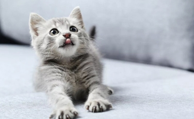 猫咪肺炎用什么药治疗效果好？