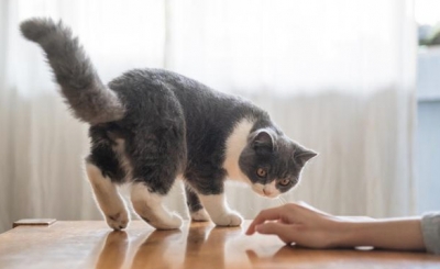 猫咪训练|手把手教你如何训练好猫咪