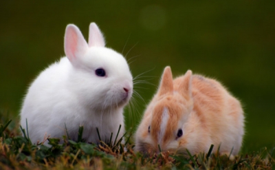  新手养兔子怎么养？ 