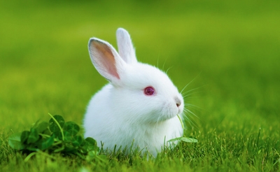 兔子不爱吃草怎么办？可以多给它兔粮吗？